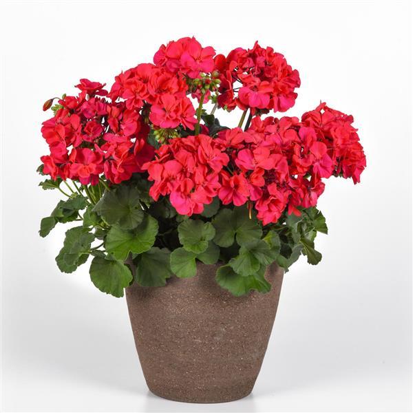 PLANT NAME Container