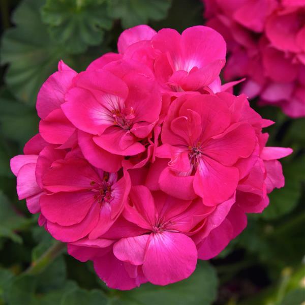 PLANT NAME Bloom