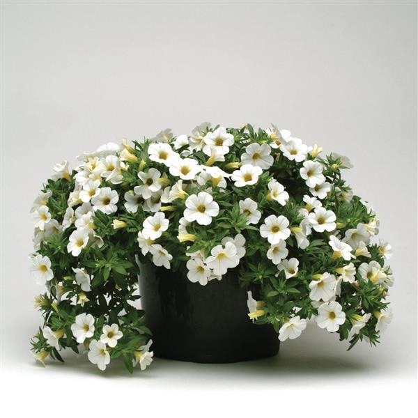 PLANT NAME Container