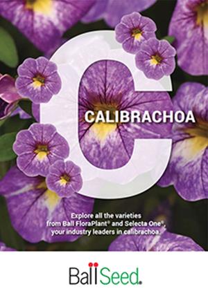 Cover of the Calibrachoa borchure. A large white "C" surrounded by purple calis.