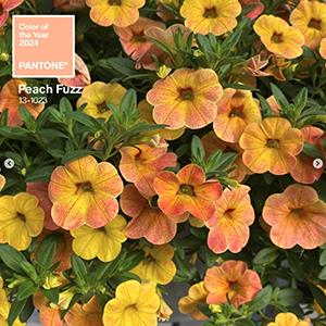 A habit photo - Calibrachoa Cha-Cha Diva Apricot