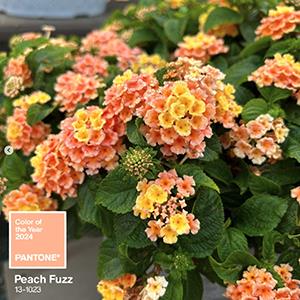 A habit photo - Lantana Little Lucky Peach Glow