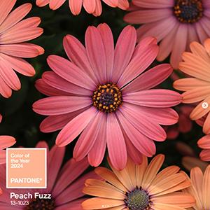 A bloom shot of african daisy - Osteo Blushing Beauty