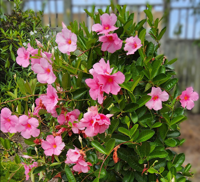 Bright pink tropical blooms with green foliage