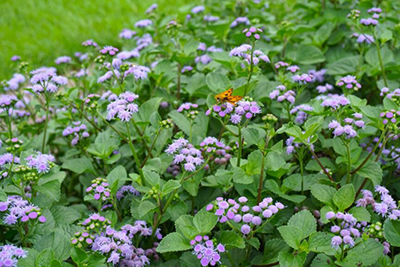 Small purple-bloomed plants with a butterfly
