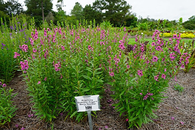 Tall plants with pink blooms in an outside garden