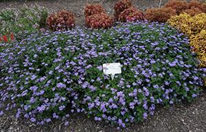 Purple flowers on green foliage