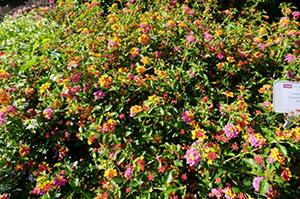 Multi-colored flowers of pink, yellow, and orange blooms on green foliage