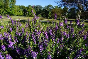 Tall-stemmed flowers with purple blooms