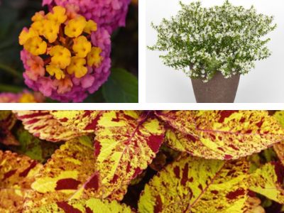 Collage of colorful flowers