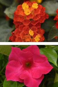 Collage of colorful flowers