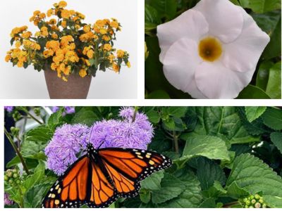 Collage of colorful flowers