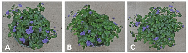Comparison of three of the same purple-flowered plant in different stages.