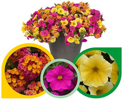 Potted plant with colorful flowers and a collage of plants at the bottom