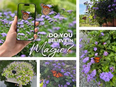 Collage of Monarch Magic Ageratum with monarchs