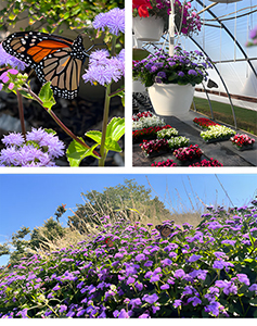 Collage of Monarch Magic contest photos