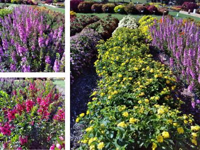 Collage of Ball FloraPlant 2025 Plant Trial winners 