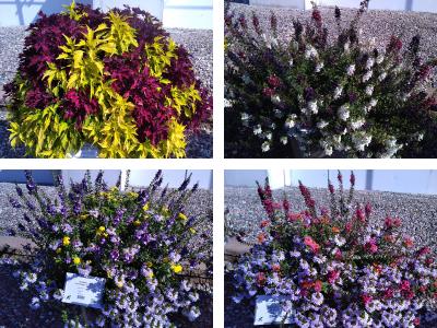 Collage of Ball FloraPlant 2025 Plant Trial winners