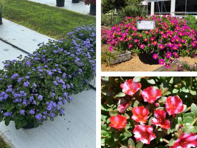 Collage of Ball FloraPlant 2025 Plant Trial winners