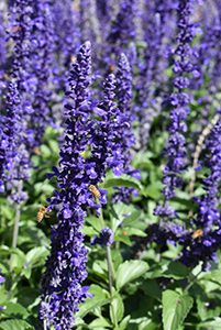 Mystic Spires from Ball FloraPlant