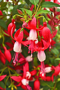 Close up of Bellinto Red+White Fuchsia