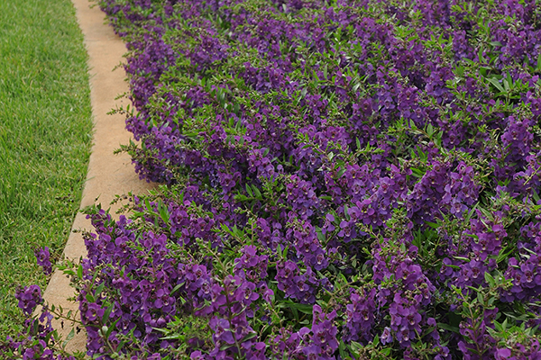 AngelMist® Angelonia