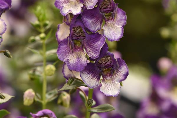 AngelDance™ Angelonia