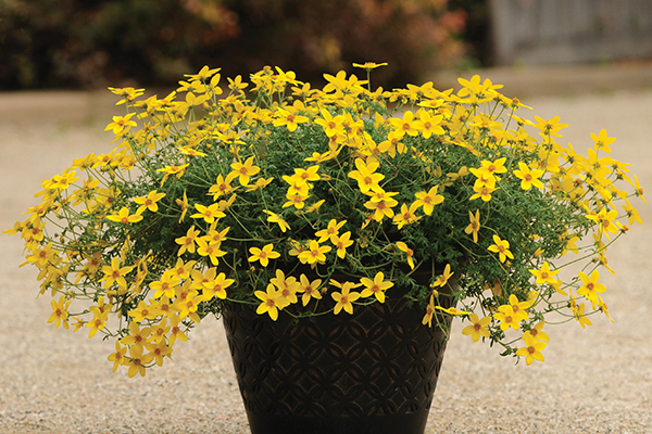 Bidens Sunbeam