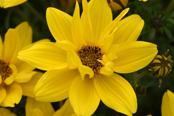 Bidens Sun Drop Compact Double Yellow