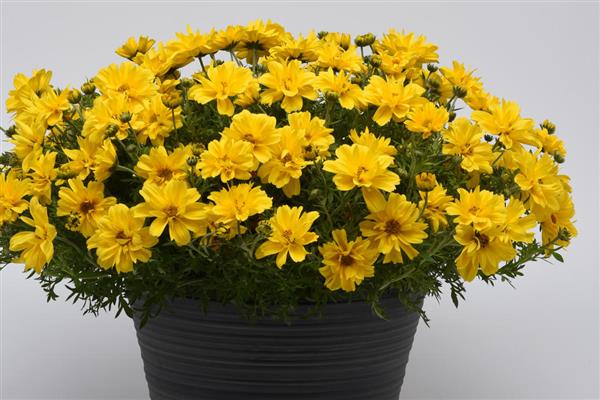 Bidens Sun Drop Double Yellow