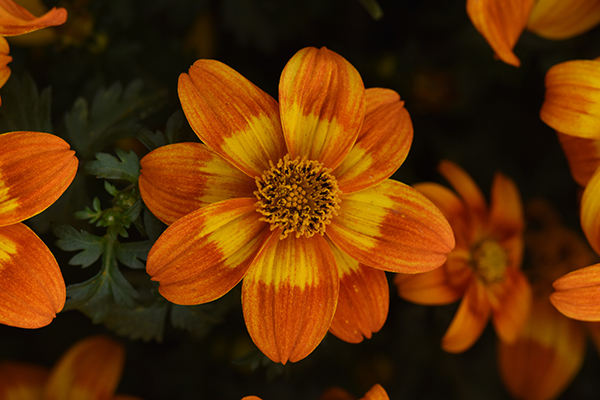 Bee Happy™ Bidens