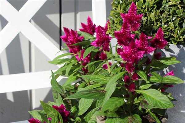 Intenz™ Celosia