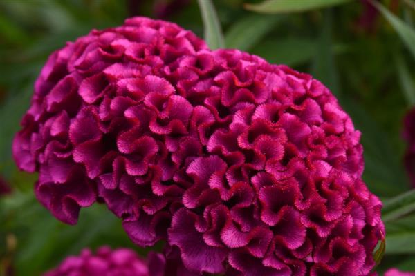 Twisted Celosia