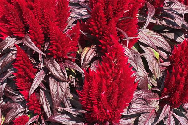 Floriosa Celosia