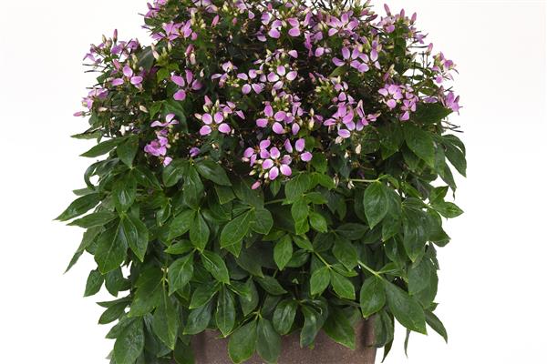 Cleome Lavender Dreams