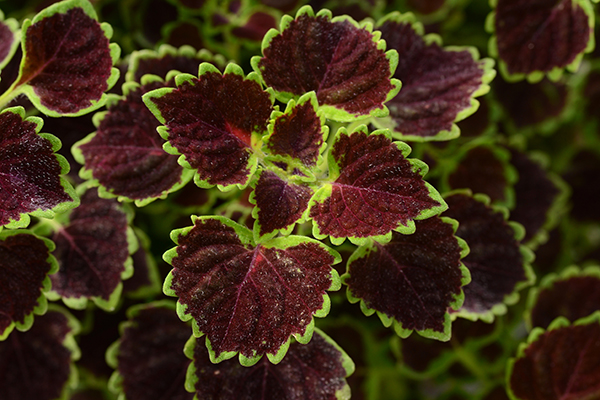 Coleus Burgundy Wedding Train