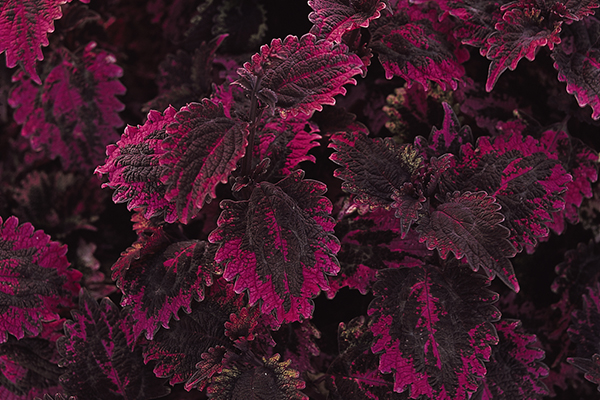 Florida Sun Coleus