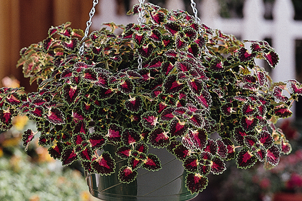 Coleus Lava Rose