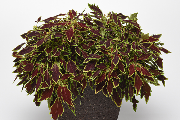 FlameThrower™ Coleus