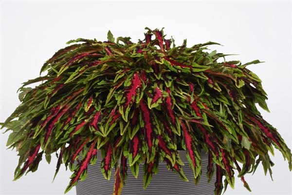 MicroBlaze™ Coleus