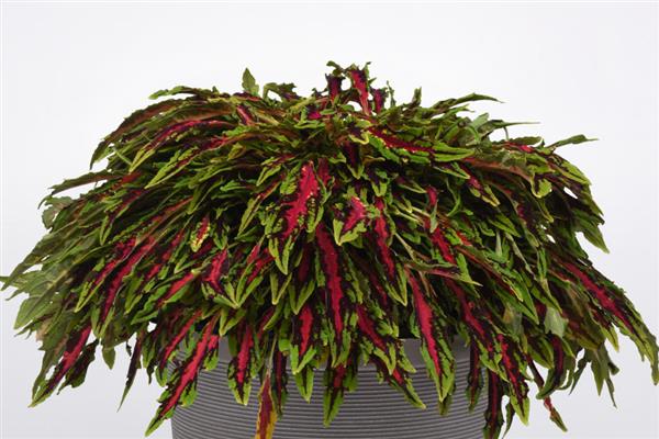 Coleus Spitfire