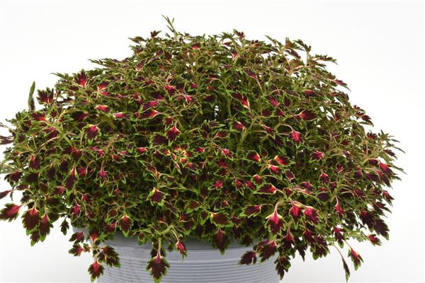 MicroBlaze™ Coleus