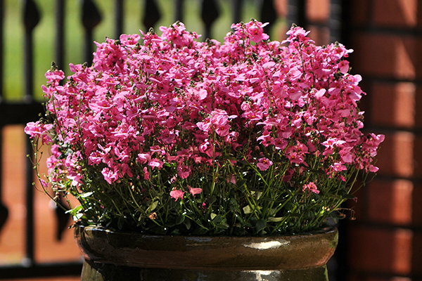 Juliet™ Diascia