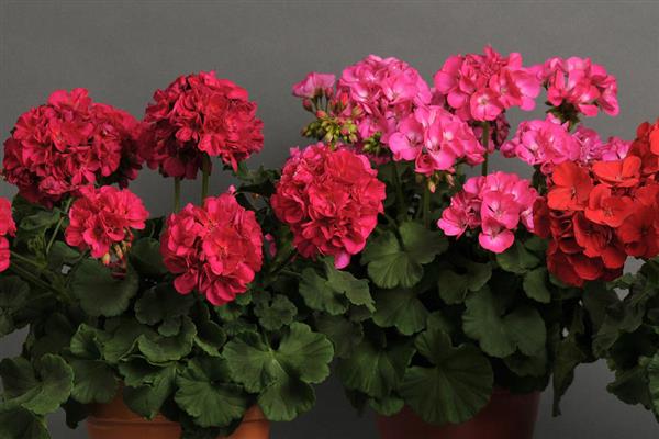 Dynamo™ Zonal Geranium