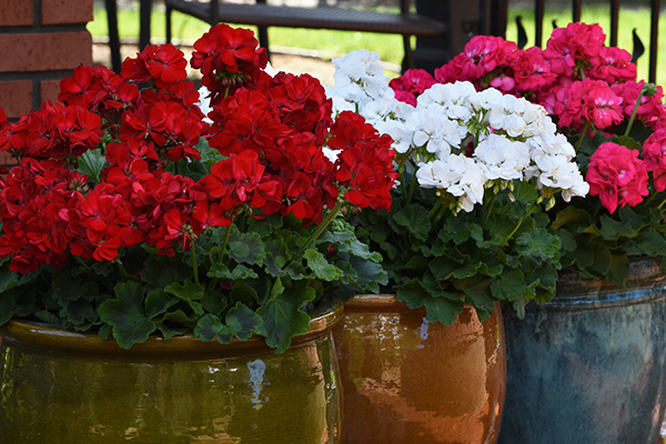 Galaxy™ Zonal Geranium