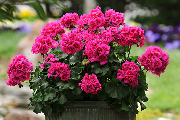 Fantasia® Zonal Geranium