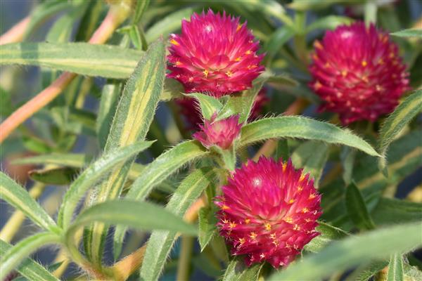 Gomphrena Piñata