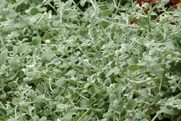 Helichrysum Licorice