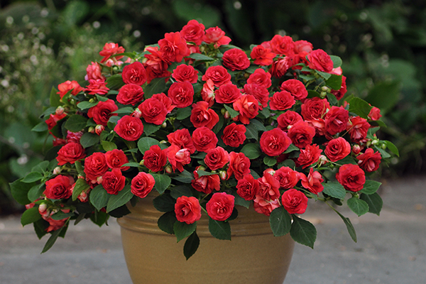 Fiesta™ Double Impatiens