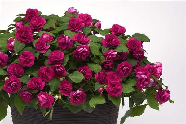 Glimmer™ Double Impatiens